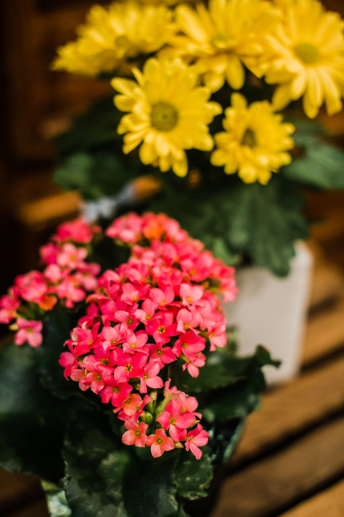Tracy Connery Photography - Inspire Floral Design flowering houseplants