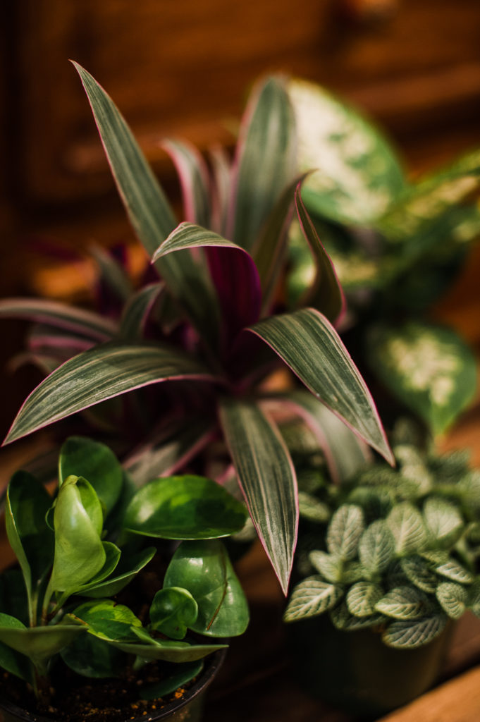 Tracy Connery Photography Inspire Floral Design flowering houseplants