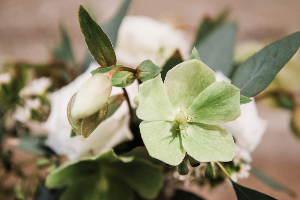 Babys Breath Alternatives - hellebores