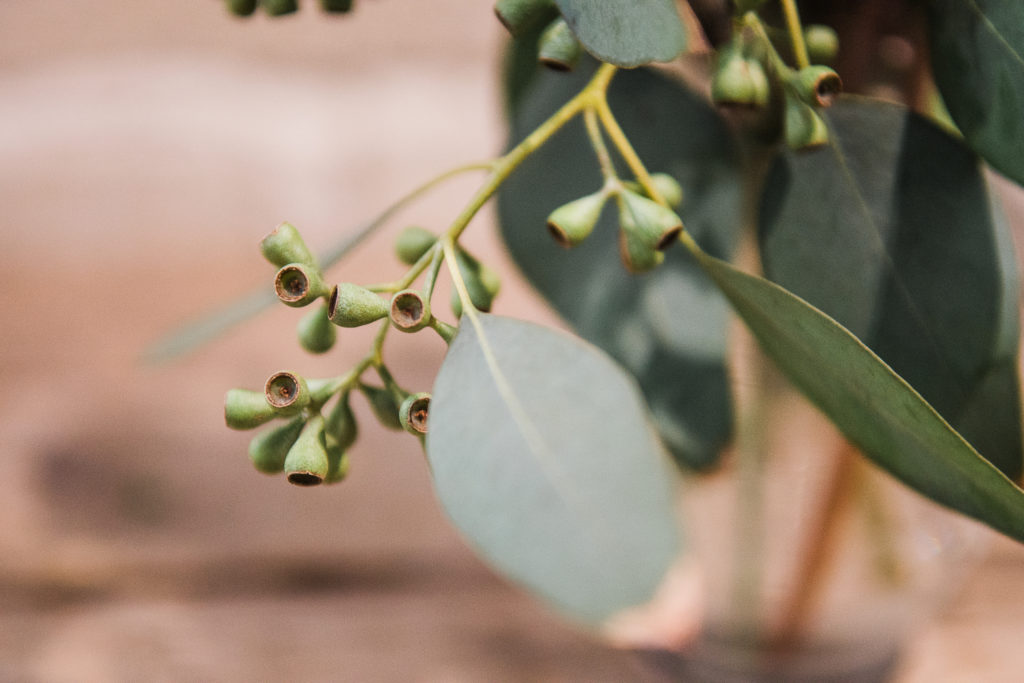 Babys Breath Alternatives - seeded eucalyptus