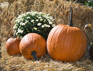 choose straw bales not hay for decorating
